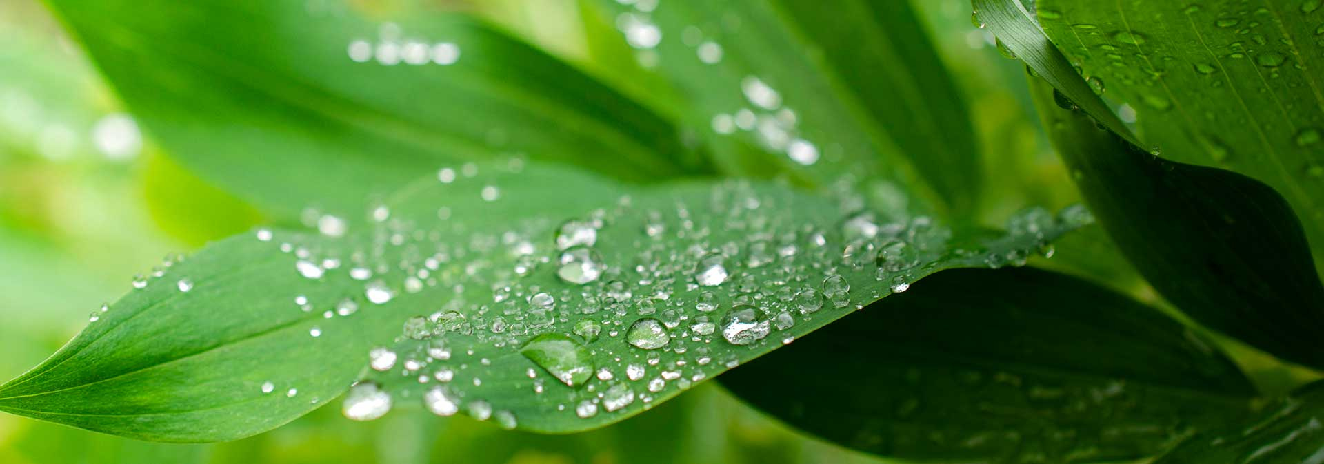 Detail zelených listov s kvapkami vody